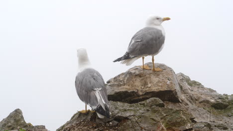 un par de gaviotas encaramadas en una roca brumosa, un pájaro volando lejos 4k