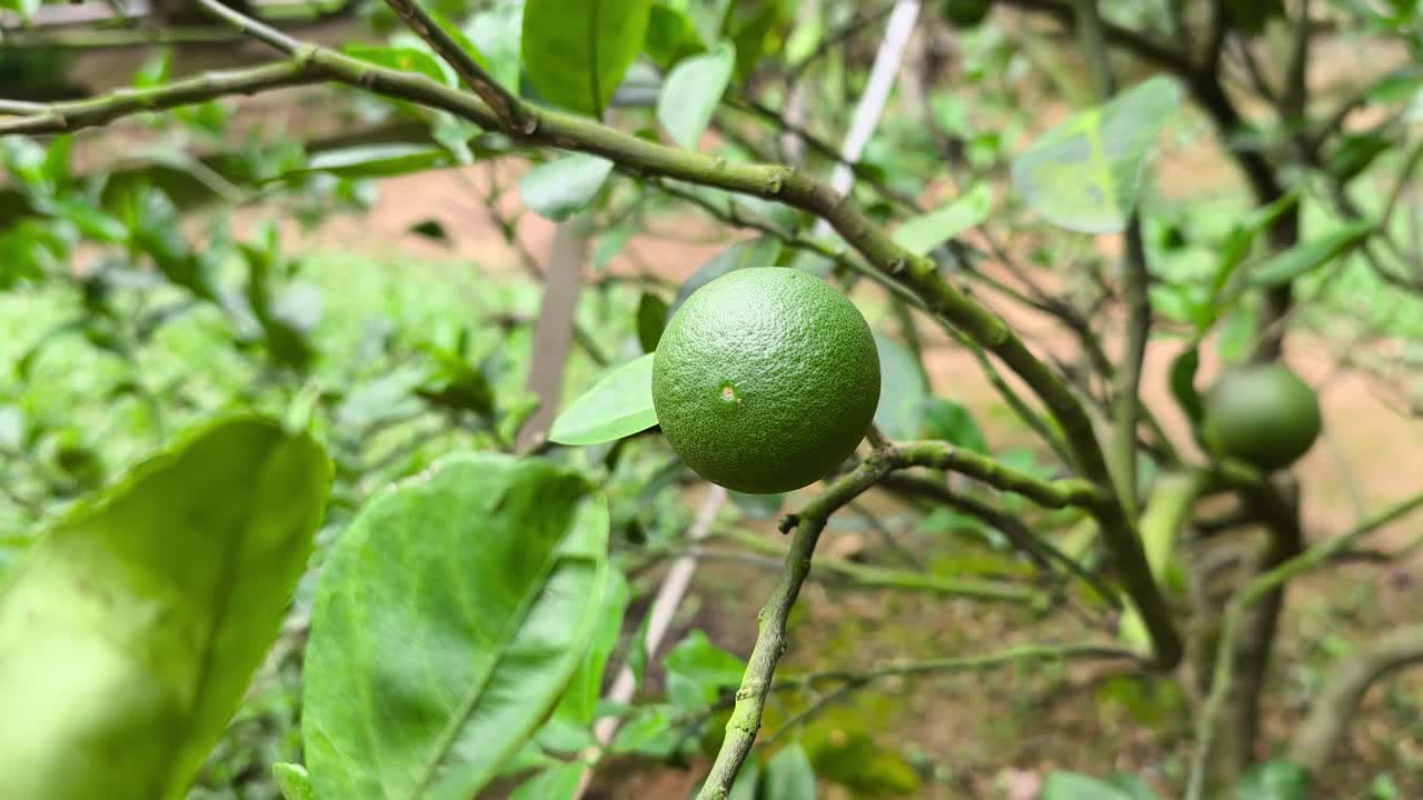 A Kaffir lime tree with its fruit is shown. Its leaves are essential in Malaysian and Southeast Asian cuisine. Both the fruit and leaves are also used in traditional medicine