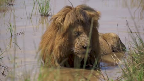 león macho acostado en el agua rodeado de hierba y sacudiendo moscas de su cara
