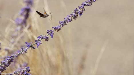 la polilla del colibrí se alimenta de lavanda en francia