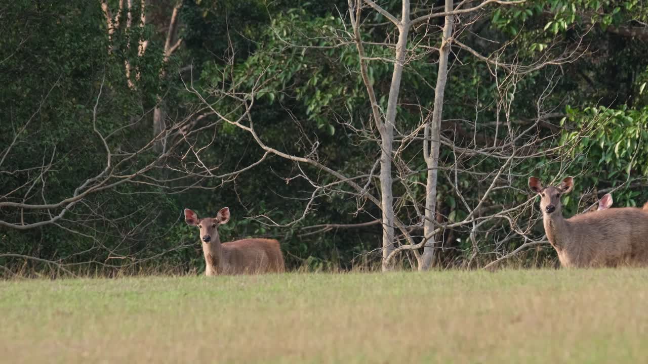 몸을 흔드는 암사슴 외 2마리가 뒤따라 왼쪽으로 가고, 1마리는 그대로 카메라를 똑바로 바라보고 있습니다.