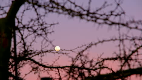 tracking links schot achter gnarly doornen boom van volle maan in levendige schemering hemel