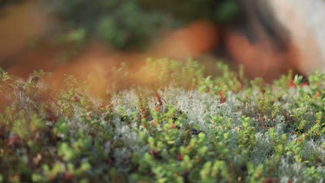 Ripe-crow-berries-soft-moss-and-green-miniature-plants-in-the-lush-forest-undergrowth