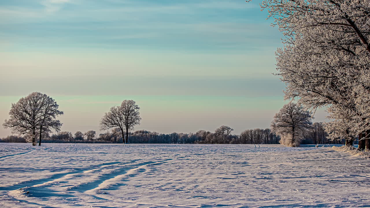 눈이 저속으로 덮힌 나무가 거의 없는 하얀 눈 덮인 숲
