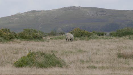 Sheep-grazing-in-the-hills-on-a-rainy-day