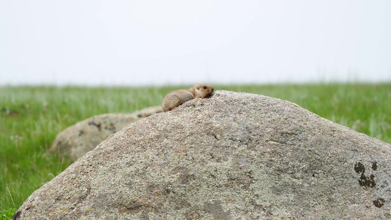 Small Marmot Resting on a Large Rock in a Grassy Field
