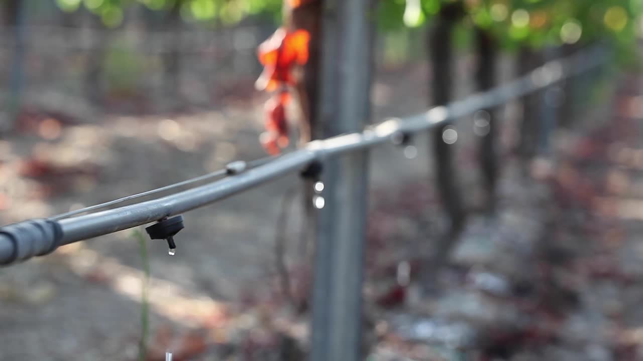 toma estrecha de un sistema de riego por goteo en un viñedo que destaca los problemas de uso del agua en la agricultura