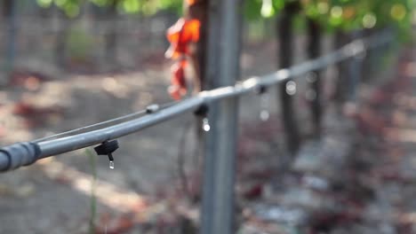 toma estrecha de un sistema de riego por goteo en un viñedo que destaca los problemas de uso del agua en la agricultura