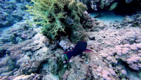 Pez-Loro-Moreno-Nadando-Bajo-El-Mar-Azul-Profundo-En-Sharm-El-Sheikh,-Egipto