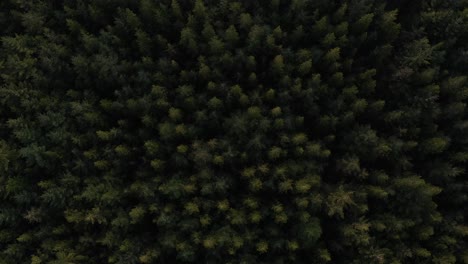 aerial top view of pine trees in forest, drone footage