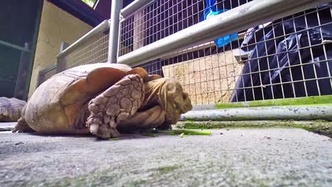 A-tortoise-in-zoo-feeding-on-the-leaves-on-the-ground