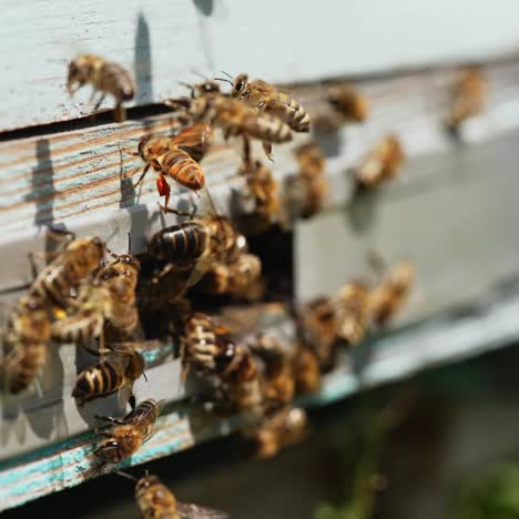 busy bees near the entrance of a wooden hive. group of bees crawl at the entrance. busy work of honey insects near the beehive. apiary concept