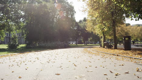 slow motion forward tracking shot beautiful trees autumn sunshine