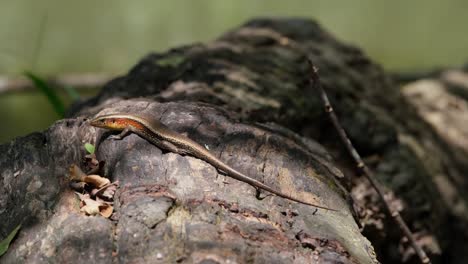 seen resting on a fallen log near the stream enjoying the sunlight while moving a little, common sun skink eutropis multifasciata, thailand