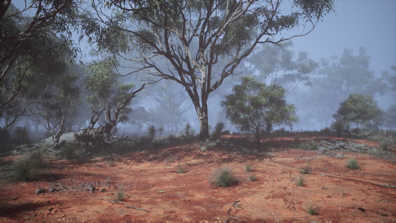 bosque de niebla en australia