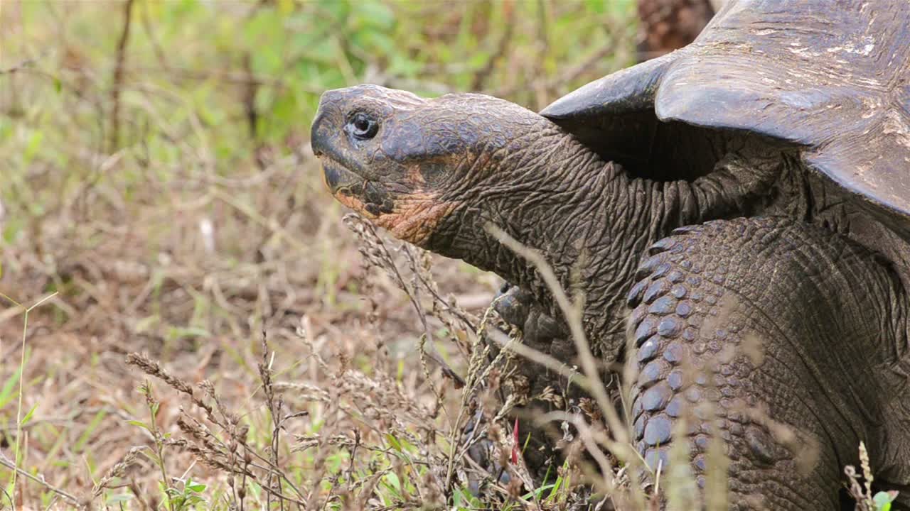 샌타크루즈 섬의 랜초 엘 만자니요 거대 거북이 지역에서 이동하는 토착 갈라파고스 거대 거북이