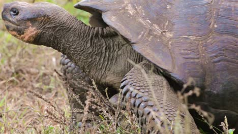 Tortuga-Gigante-Endémica-De-Galápagos-Moviéndose-A-Través-De-La-Escena-En-El-área-De-Tortuga-Gigante-Del-Rancho-El-Manzanillo-En-La-Isla-Santa-Cruz