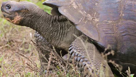 tortuga gigante endémica de galápagos moviéndose a través de la escena en el rancho el manzanillo zona de tortugas gigantes en la isla santa cruz
