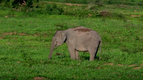 Los-Elefantes-Asiáticos-Son-Especies-En-Peligro-De-Extinción-Y-También-Son-Residentes-De-Tailandia