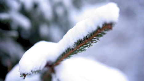 lonely snowy pine branch moves in a wind