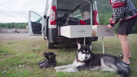 alaskan malamute lying on the ground next to a pair of leather boots