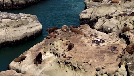 a seal splasing into the water