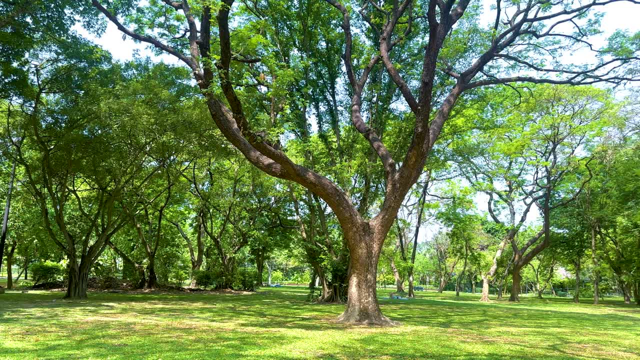 A tranquil walk through Jatujak Park in Bangkok, showcasing vibrant trees and sunlight filtering through the canopy
