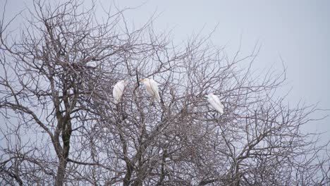 three intermediate egret heron birds perched in leafless tree crowns