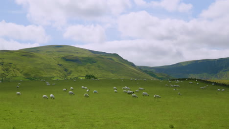 Ovejas-En-Pasto