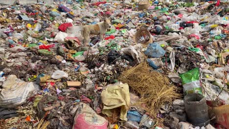 Perro-Callejero-Comiendo-De-Los-Desechos-De-Basura-En-El-Vertedero