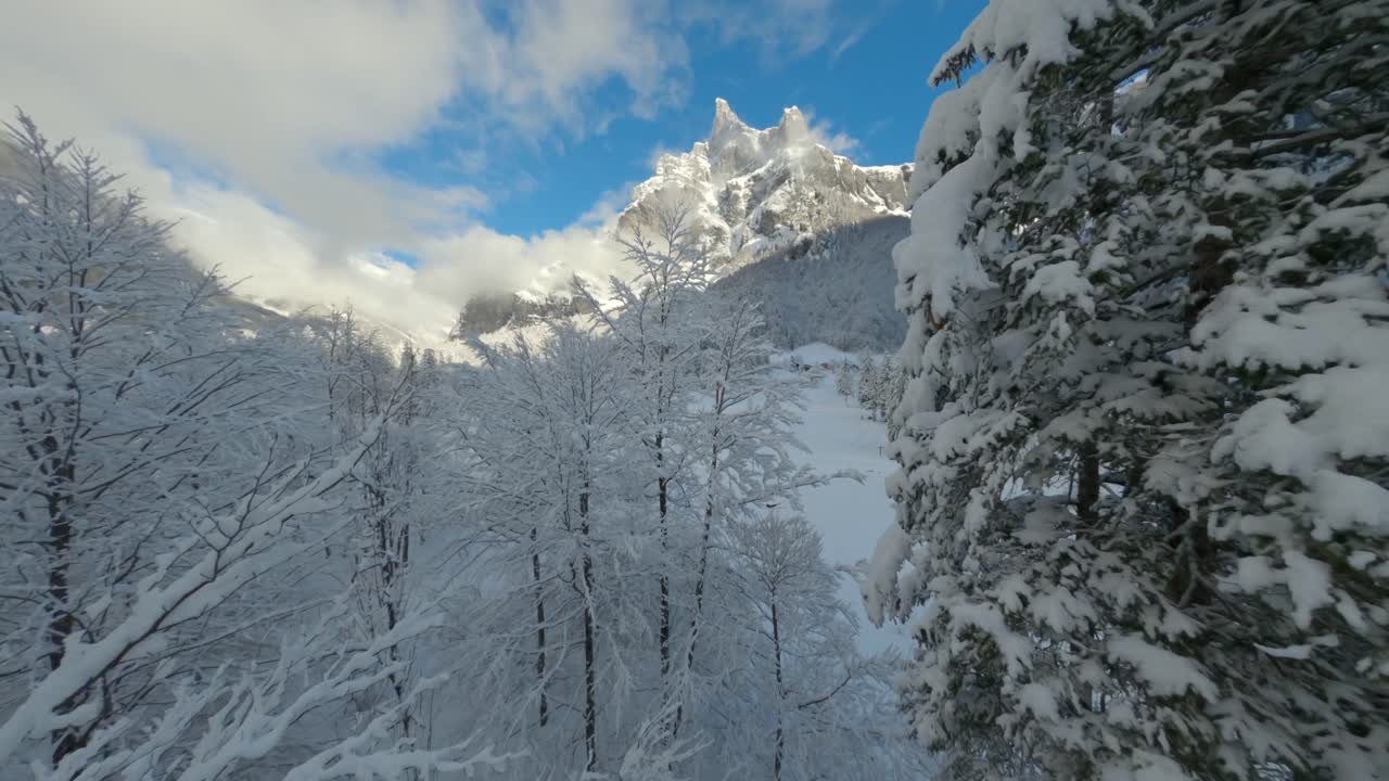 An Aerial View of Cirque du Fer à Cheval while covered in snow during a cold winter, fast immersive shot between the branches of a pine tree snow frosted forest to reveal the gorgeous mountains