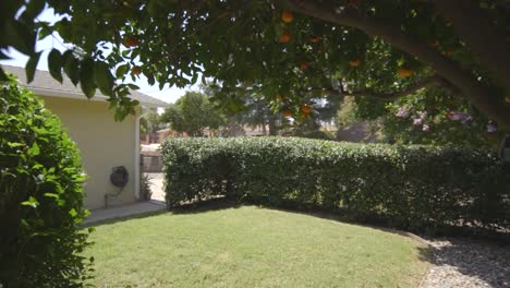 orange tree in the garden of a house - backyard - lawn