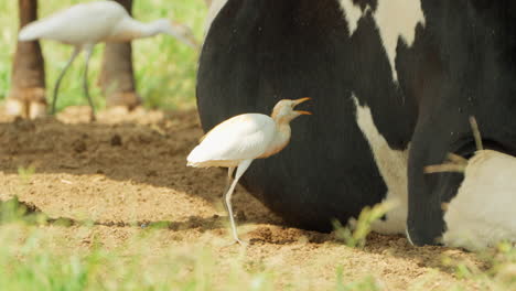 Garceta-Ganadera-Occidental-Capturando-Insectos-Cerca-De-La-Vaca-Lechera-Tumbada-En-Un-Campo---Primer-Plano