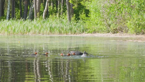 Two-Eurasian-coots-feeding-their-chicks-with-underwater-plants-near-the-shore