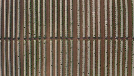 Aerial:-Top-down-shot-of-greenhouses-lined-up-in-row