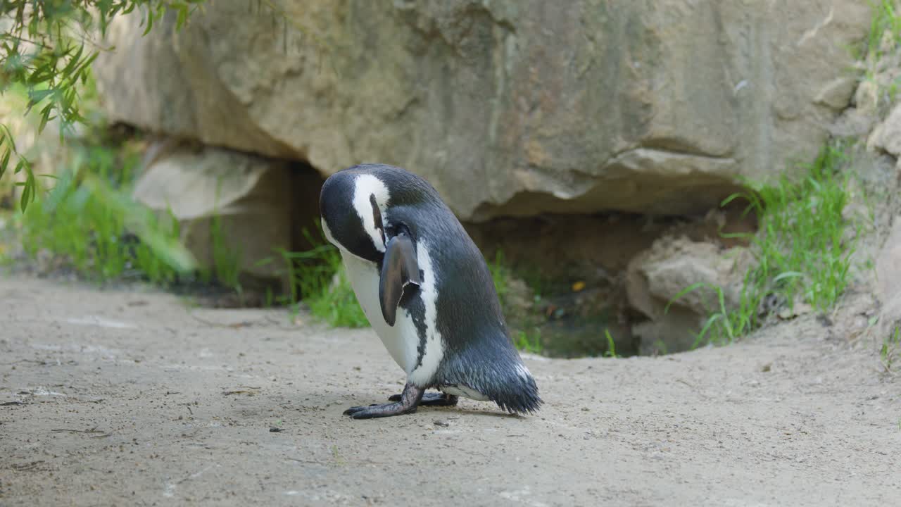 African penguin preening feathers on sandy ground near rocks in daylight, medium side view