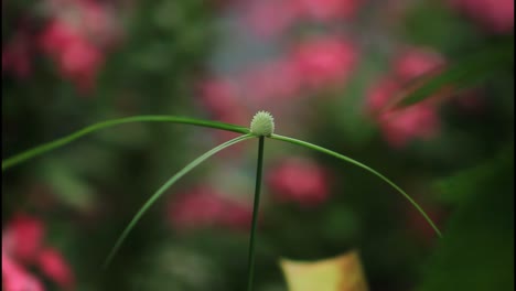 close-up of a small plant with green blades and a light-colored flower head