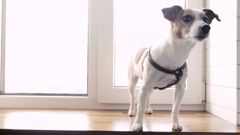 cute dog jack russell terrier standing on window