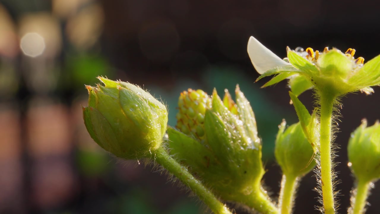 Strawberry Plant With White Blossoms And Small Unripe Green Fruit. Close-up Shot