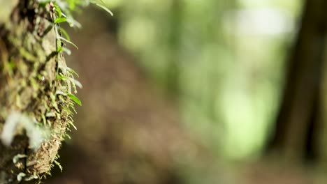 moss-covered tree trunk in a lush forest, captured with shallow depth of field and soft lighting