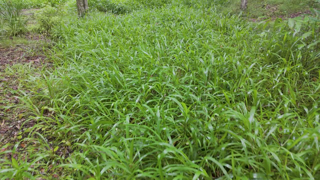 el avión no tripulado captura paisajes serenos de pastizales y bosques