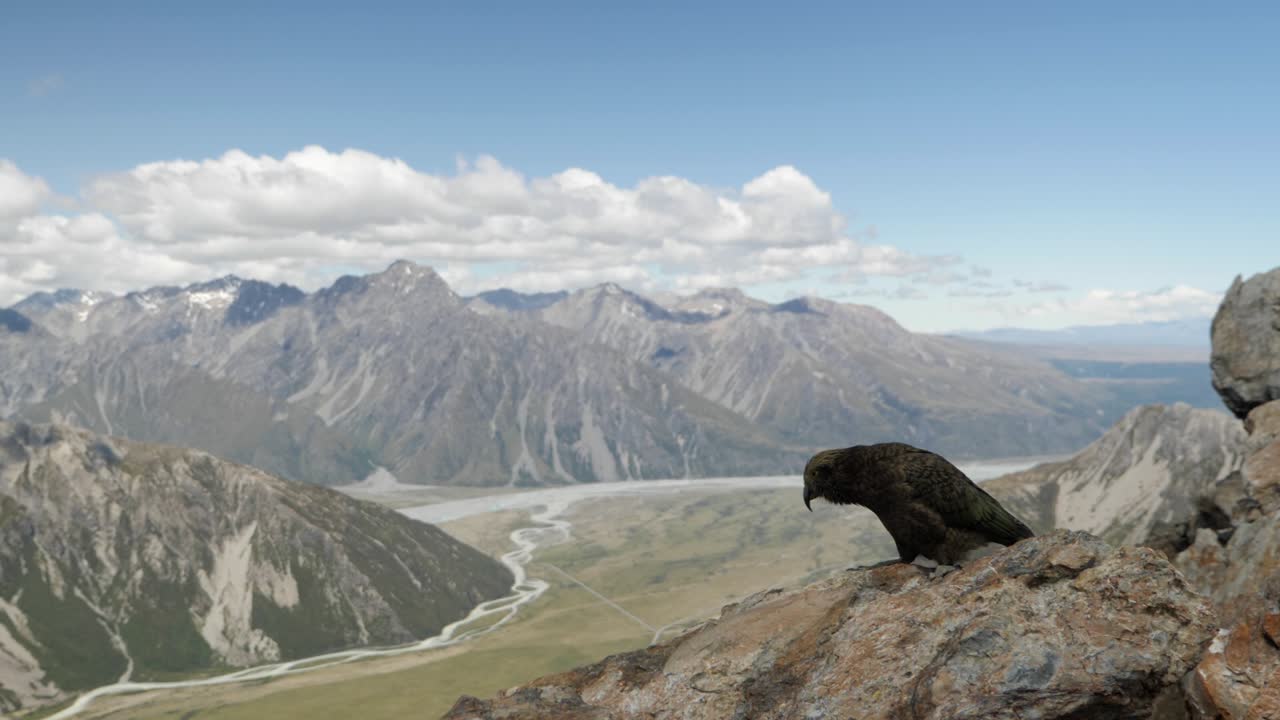 A kea bird takes off from a cliff in the mountains of New Zealand in SLOW MOTION.