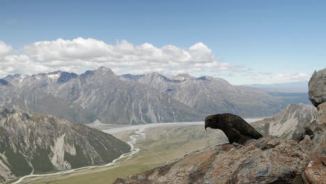 a kea bird takes off from a cliff in the mountains of new zealand in slow motion.