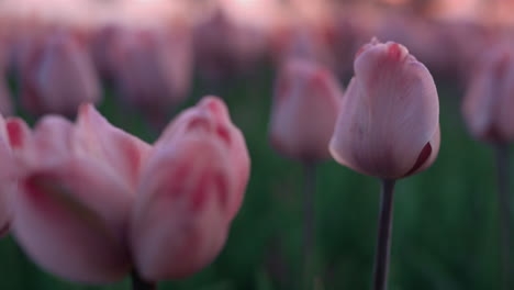 Tulpen-Makro,-Das-Im-Abendlicht-Wächst.-Nahaufnahme-Von-Zwei-Blumen,-Die-Im-Garten-Blühen.