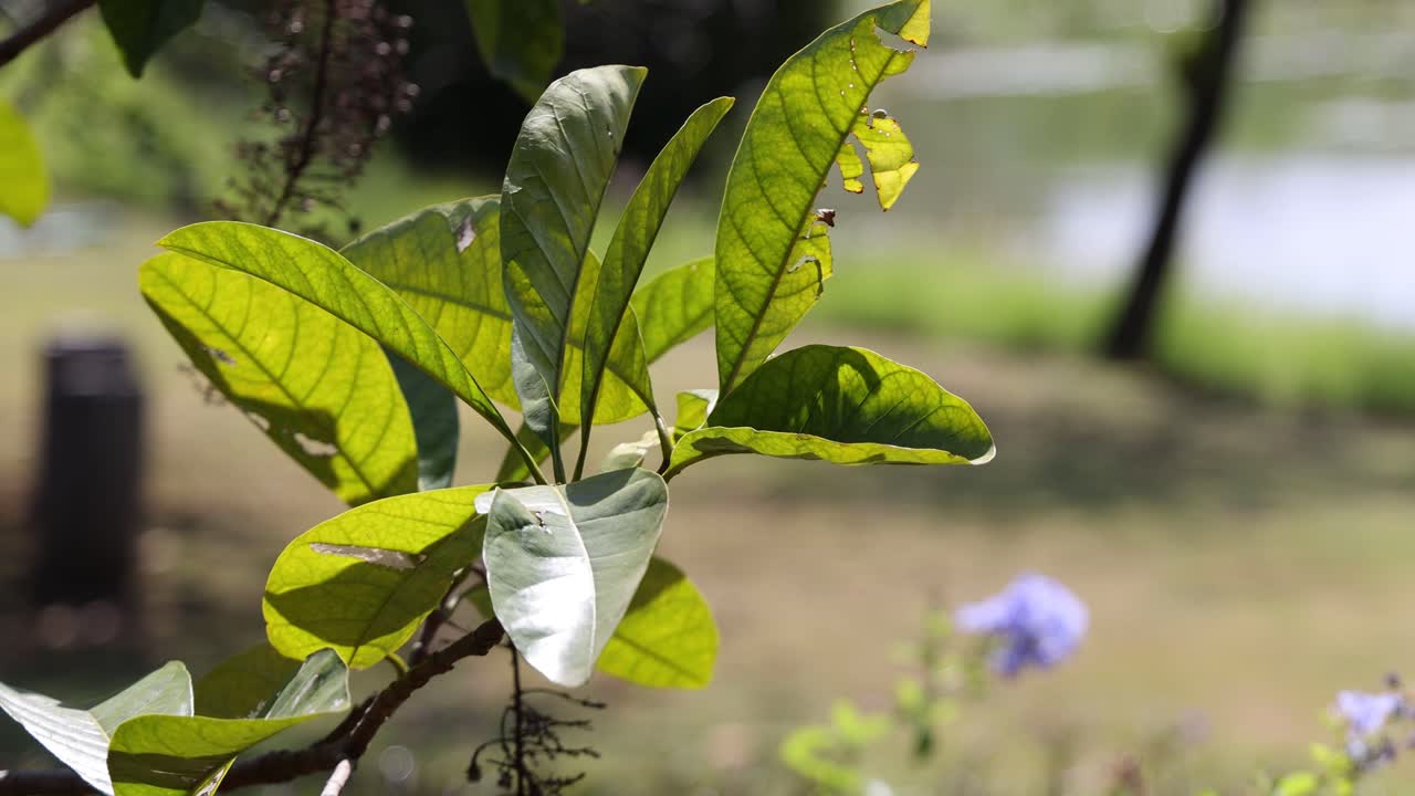 나비는 시간이 지남에 따라 chrysalis에서 나타납니다.