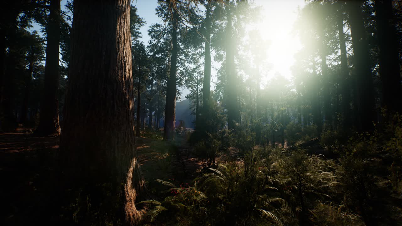 sequoia gigantes en verano en el parque nacional de sequoia, california