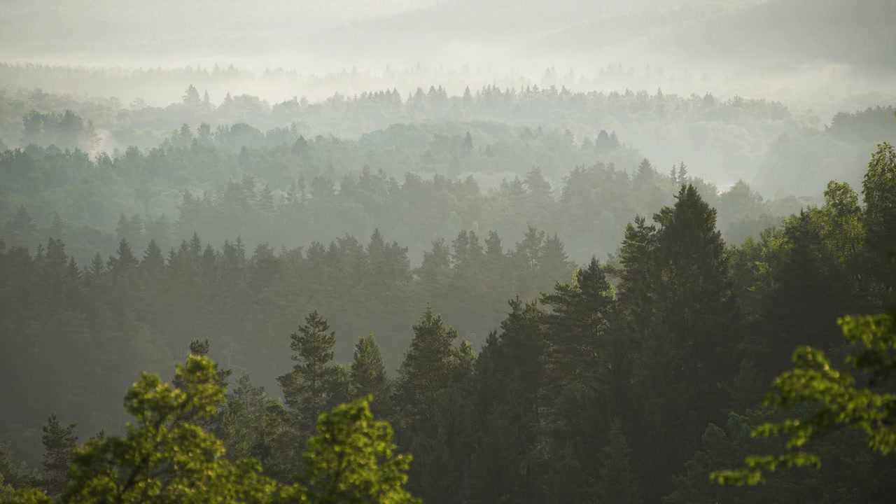 Time lapse: beautiful scenic view of mist moving above green valley forest trees, static