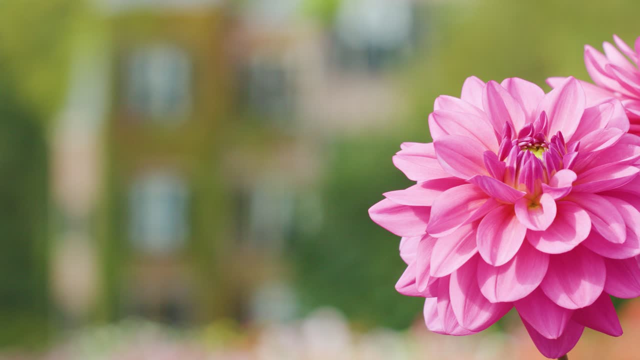 Close-up bunga dahlia merah muda cerah, kedalaman bidang yang dangkal, cahaya siang lembut, kamera statis
