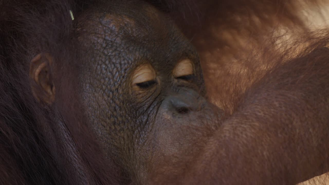 primer plano extremo de la cara de un orangután comiendo un melón