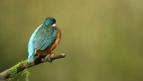 very close, side profile of a kingfisher bird perched at the end of a tree branch